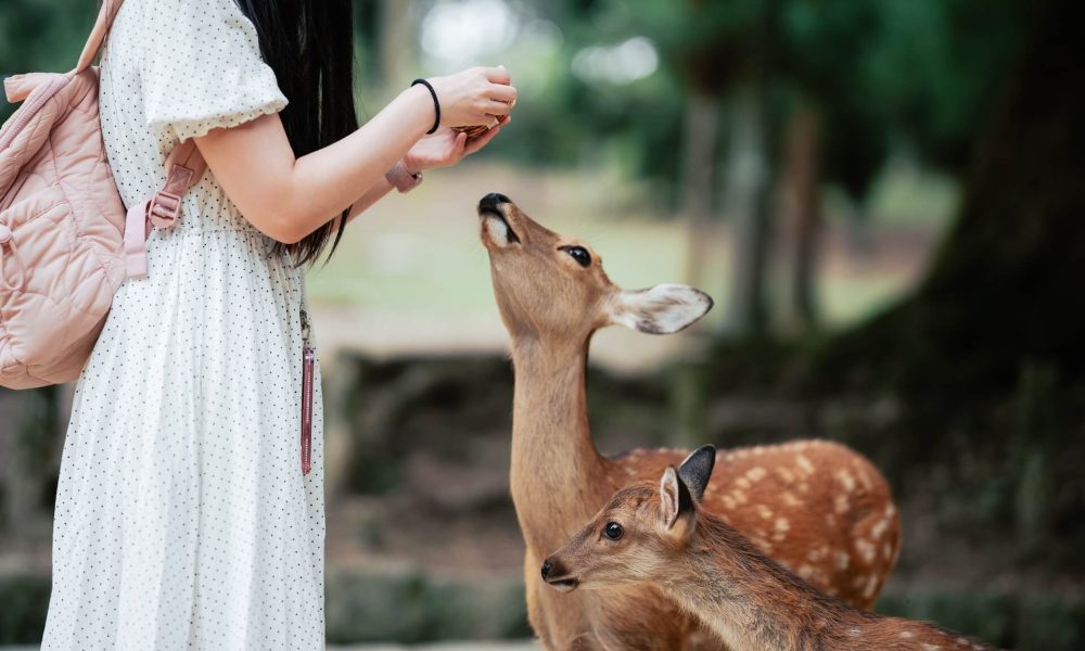 „Između stijena, mora i zidina: zašto je kameni bazen Excelsiora postao Instagram ikona“
